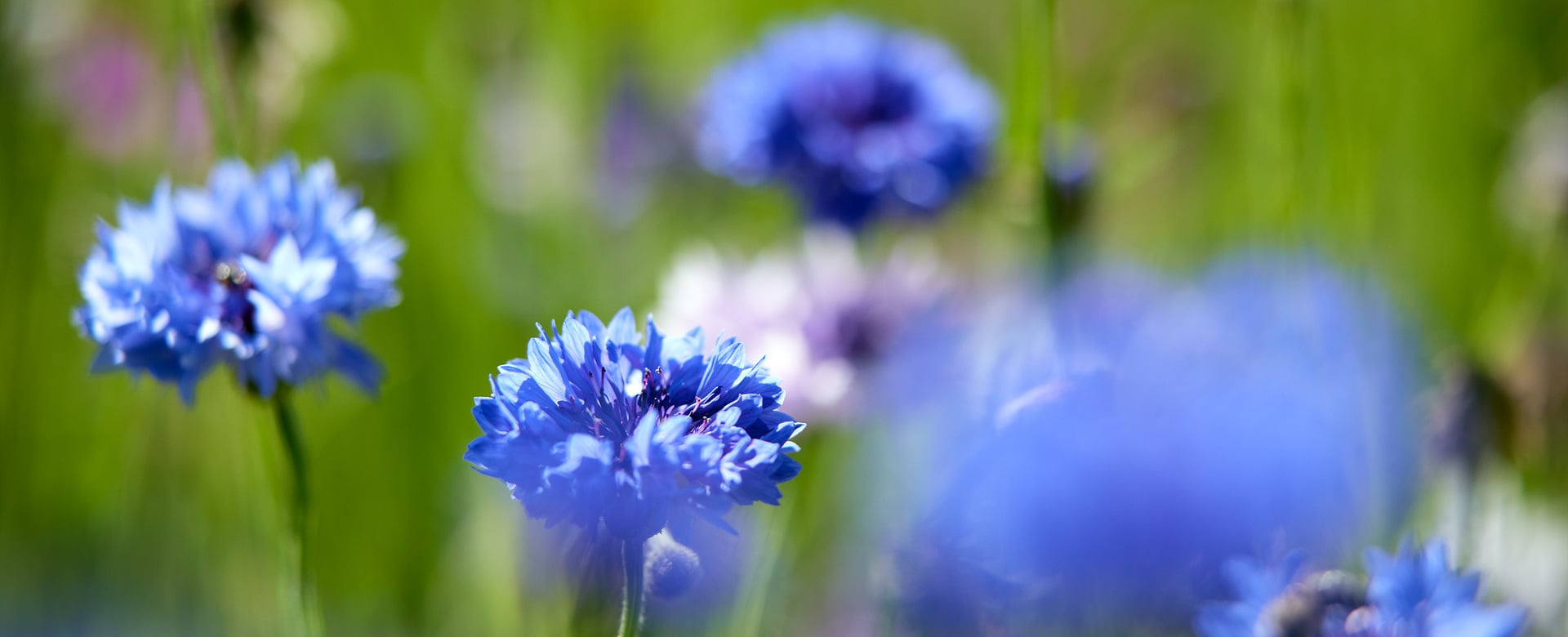 Der Frühling kommt!